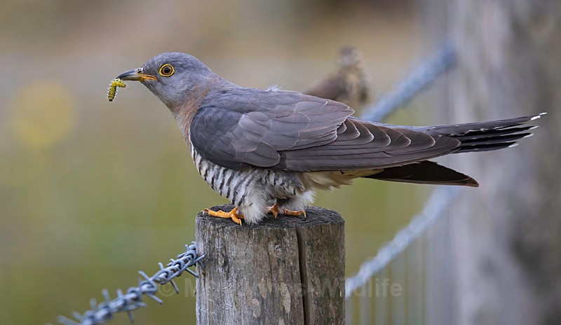 CUCKOO MEGA 8 - CUCKOOS 2025, North Wales
