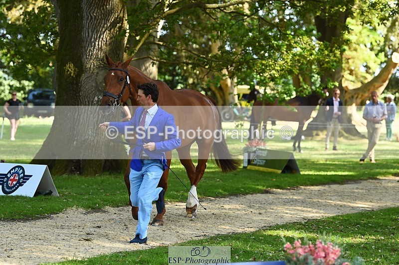 230524-163210-00928 - 181-AMIRO_ISLAND-Harry_Meade-WEDTrotUp+DR