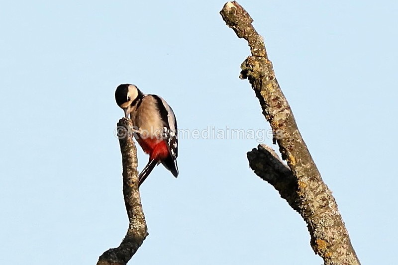  - Wildlife