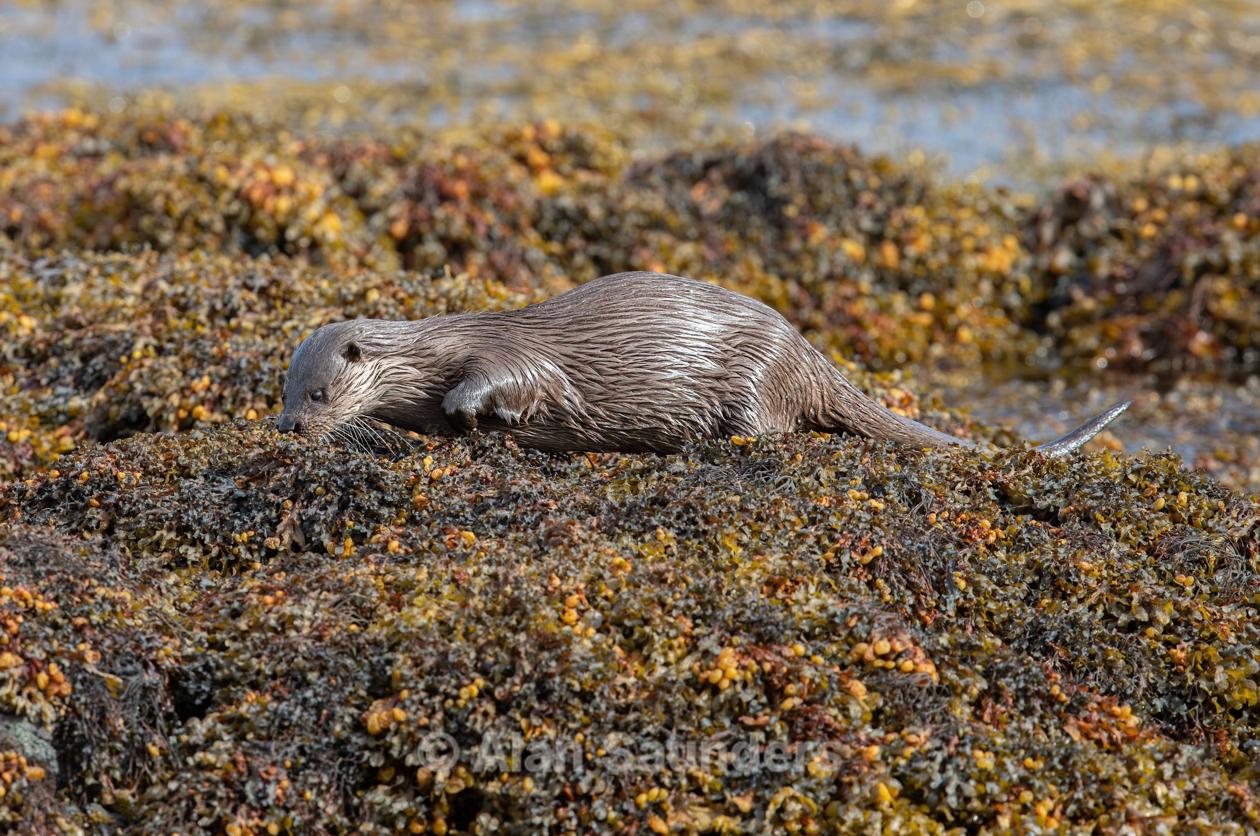 Eurasian Otter 40