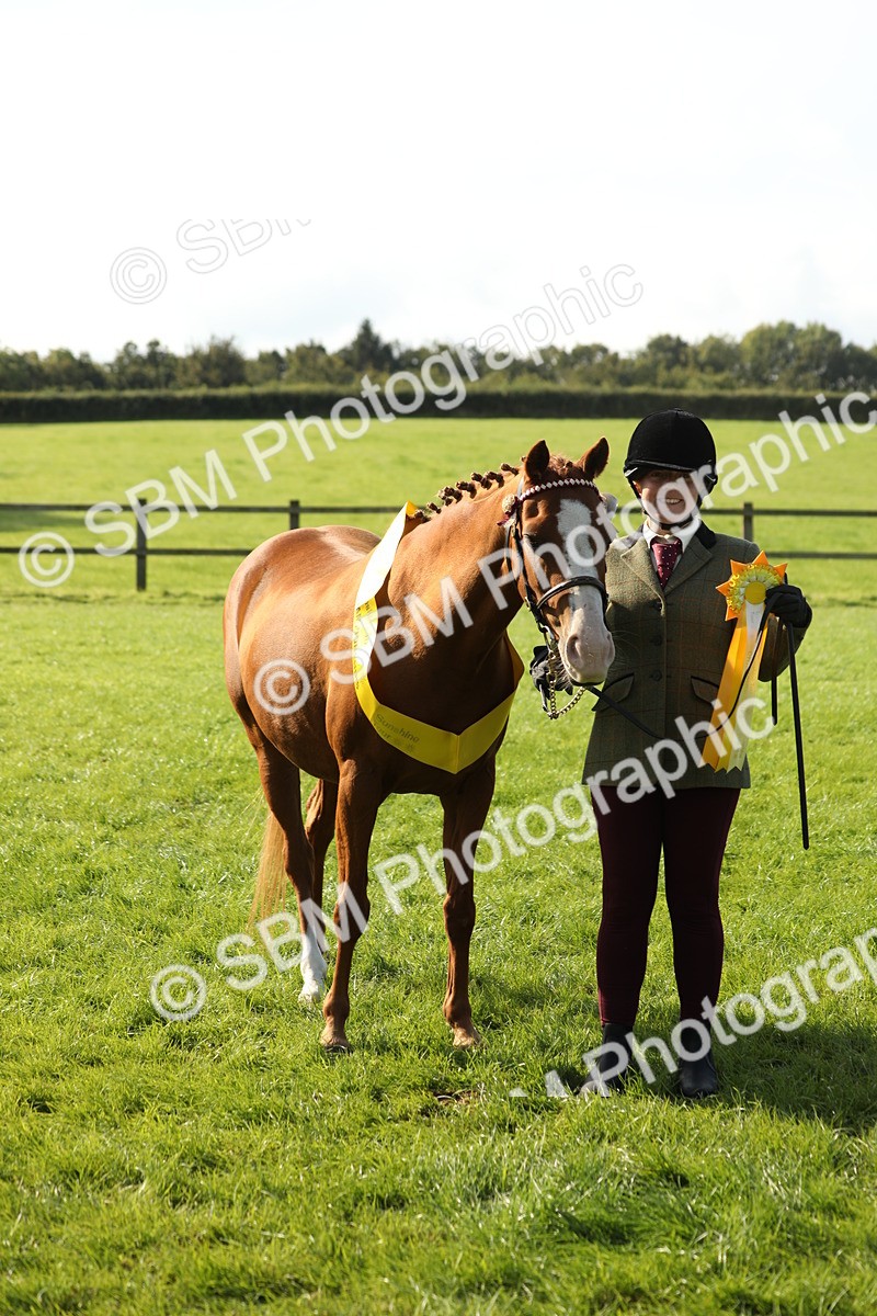 SBM_61064 - S44 - Part Bred Pony In hand