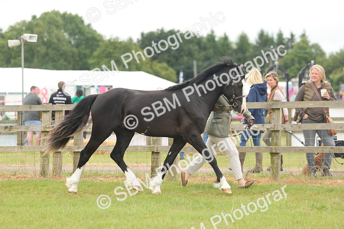 SBM_04806 - Class 50-57 - M&M Welsh Pony In Hand