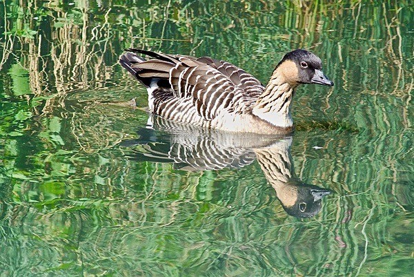 Hawaiian Goose Or Nene - BIRDS & INSECTS