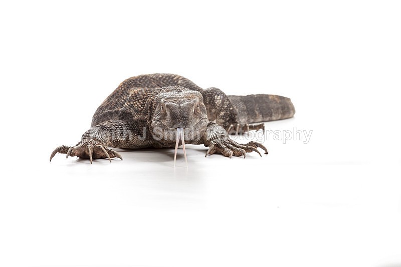 2SKJ8820 - Roaming Reptile Show. II