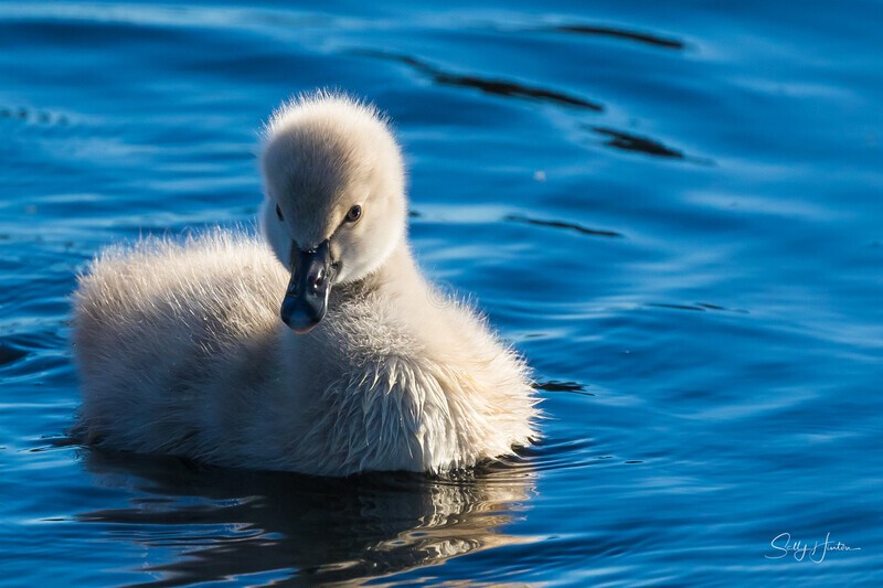 2 Portrait 2 0A3A6920 - Black Swans and cygnets