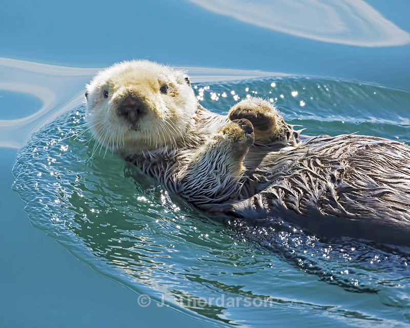  - Sea Otters