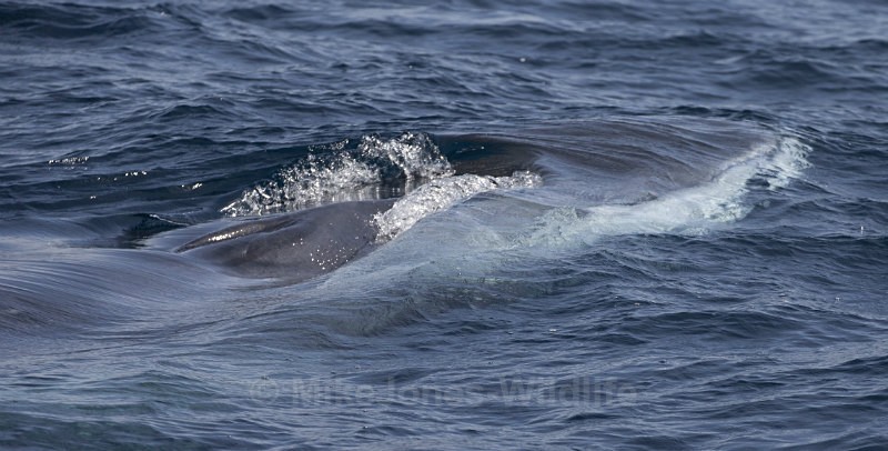 Fin Whale, Pico Island, Azores - WHALES & DOLPHINS ( PICO, AZORES MAY 2013 & 2014 )