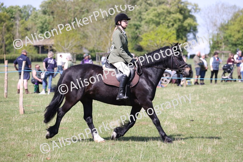 20250427-3183 - Class 33 - Best Pony 14.2hh and Under