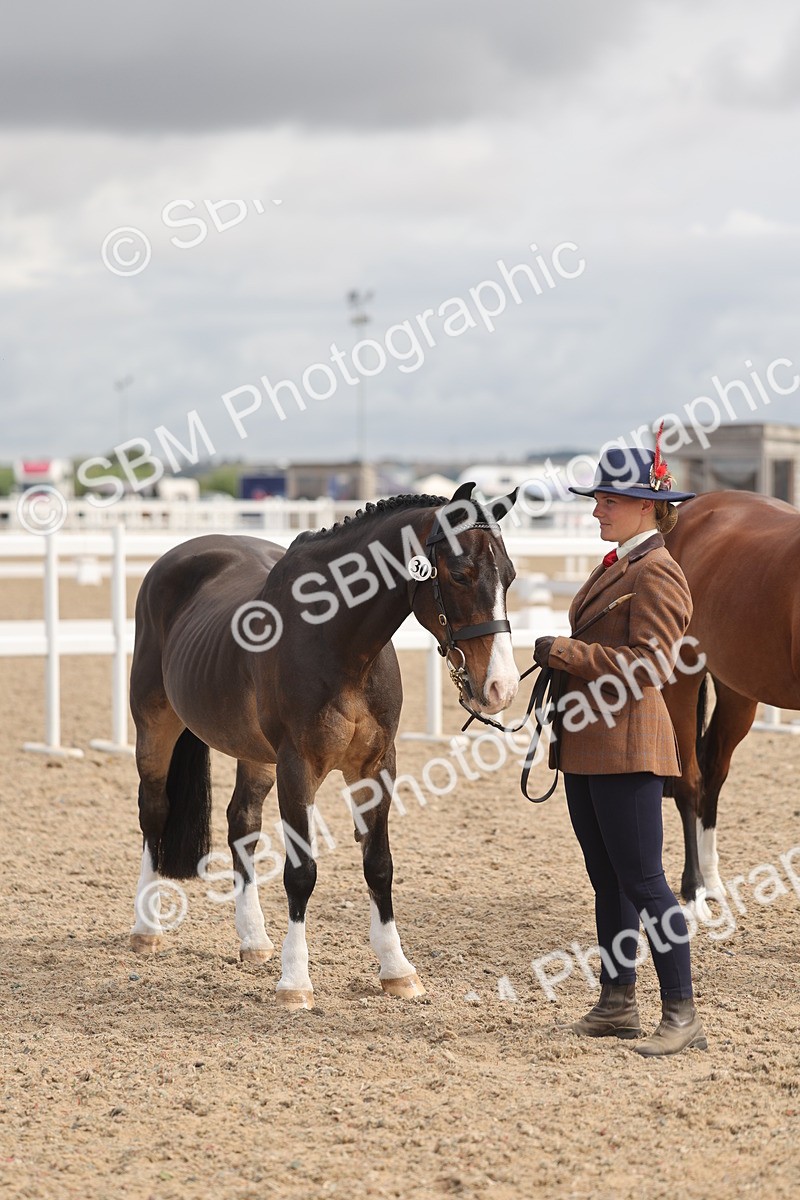 SBM_04454 - Class 18 - Handsomest Gelding (IH or Ridden)