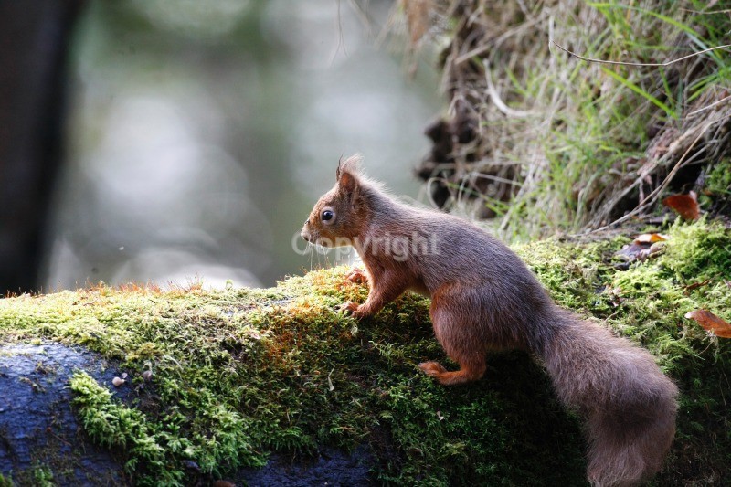 Red Squirrel 16 - Red Squirrel