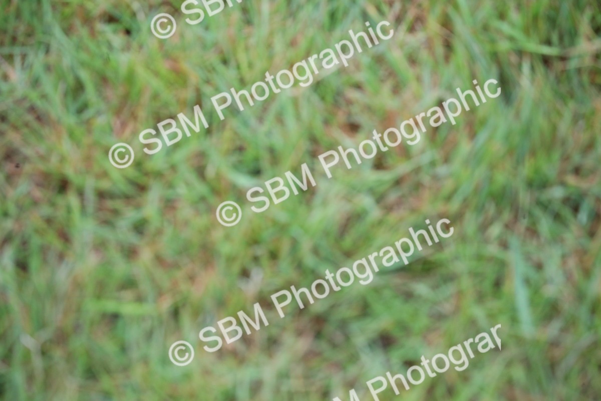 SBM_00196 - Class 17-20 - Arab & Part Bred - Anglo Arab In Hand