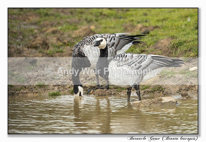 190811-R-1L4A2703-Edit - Geese & Swans