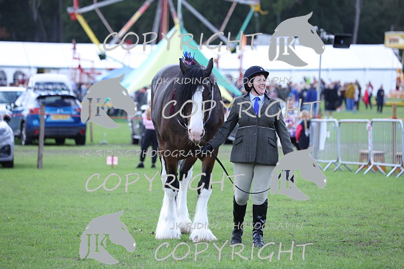 APP_3350 - Class 5 In Hand Championship