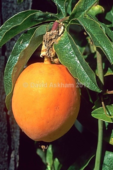 Passion fruit - Gardens & plants