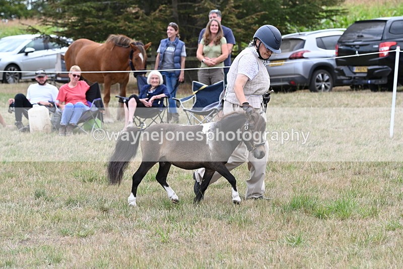 WJ6_5682 - Class 18 In-hand Coloured