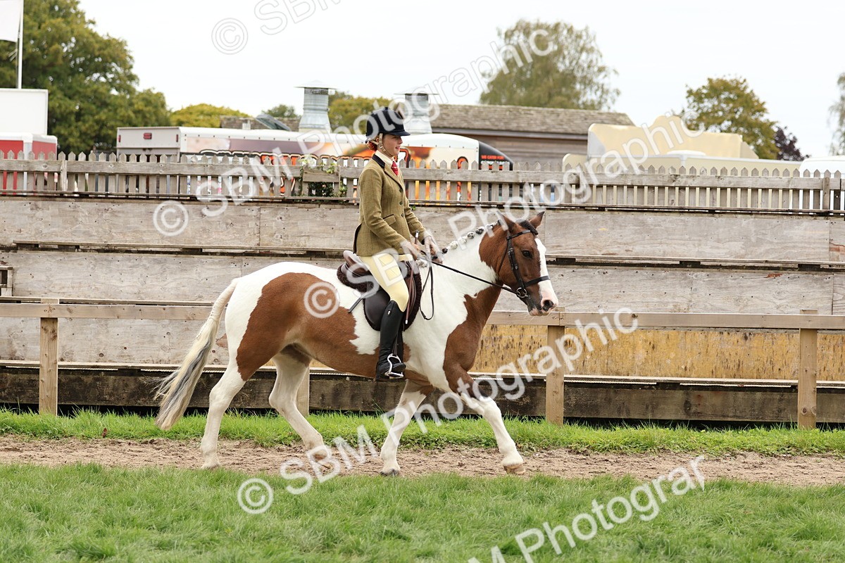 SBM_65197 - S59 - Part Bred Arab & Native Pony Ridden