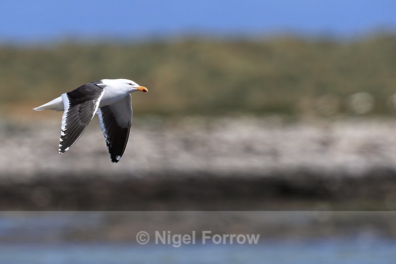 Kelp Gull flying wings down, Carcass Island, Falklands - Kelp Gull