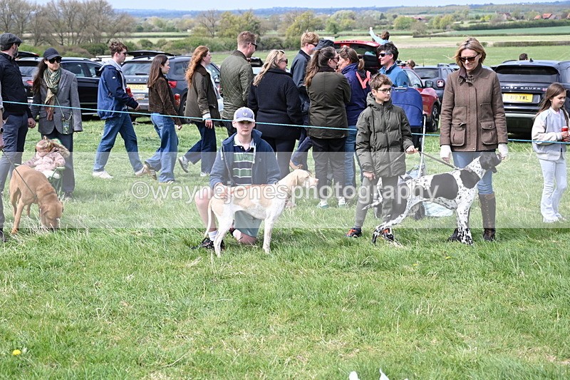 WJ6_8677 - Class 8 Best Working / Gun Dog or Bitch