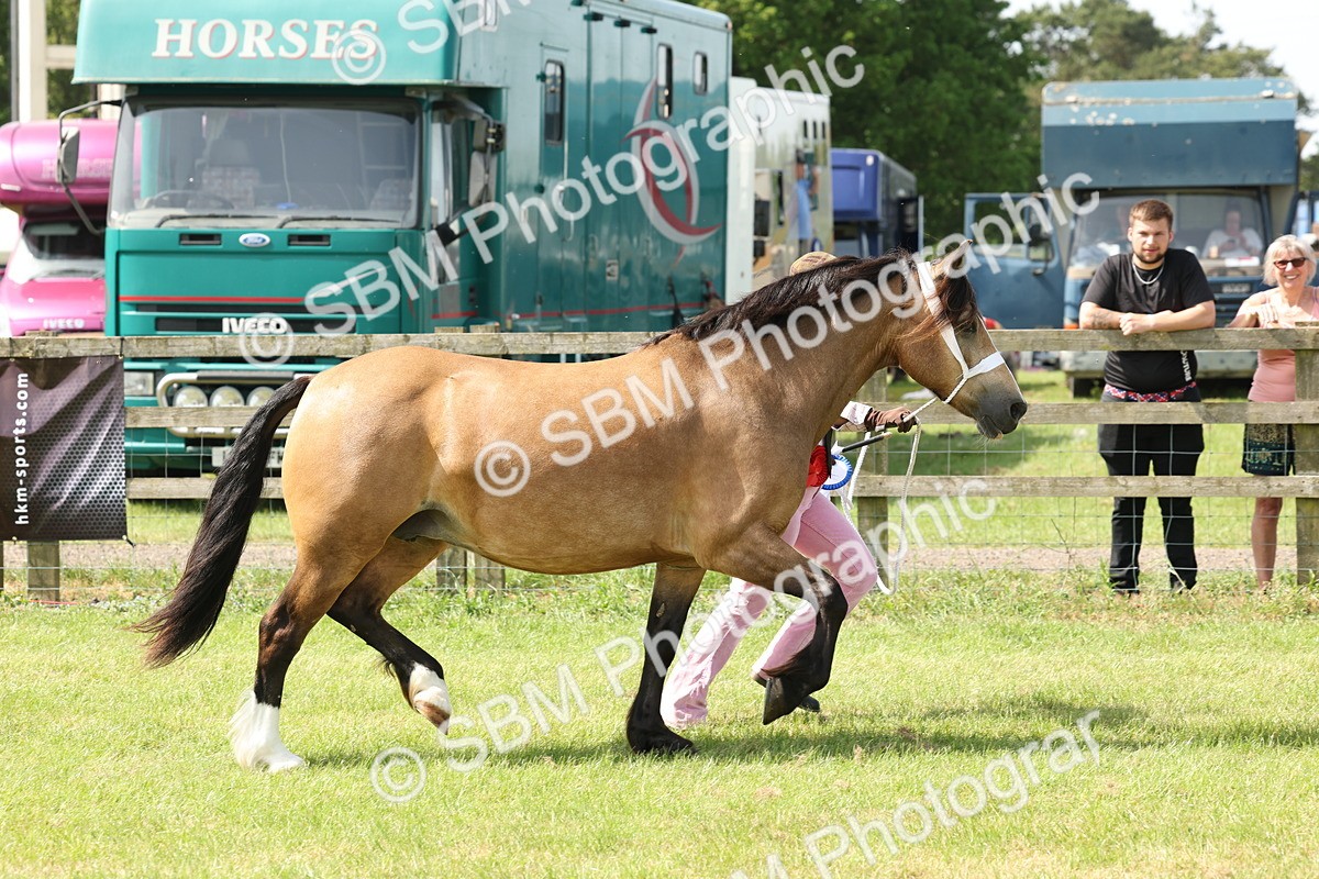 SBM_02437 - Class 6-13 - Mountatin and Moorland In Hand Welsh Breeds