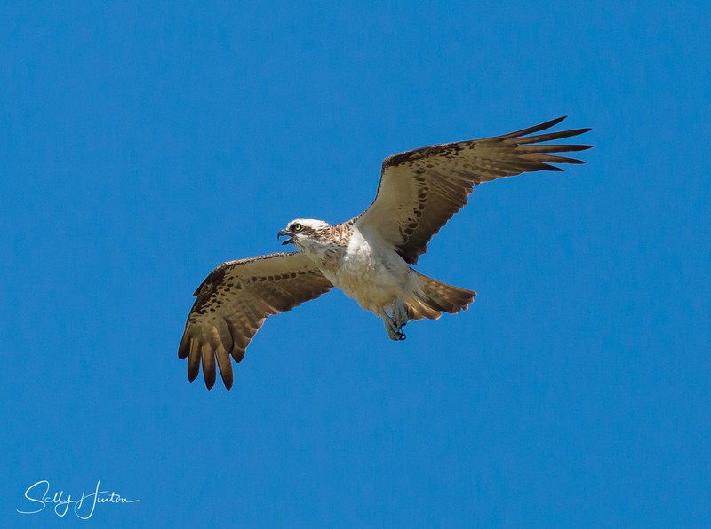 Osprey in Flight 4
