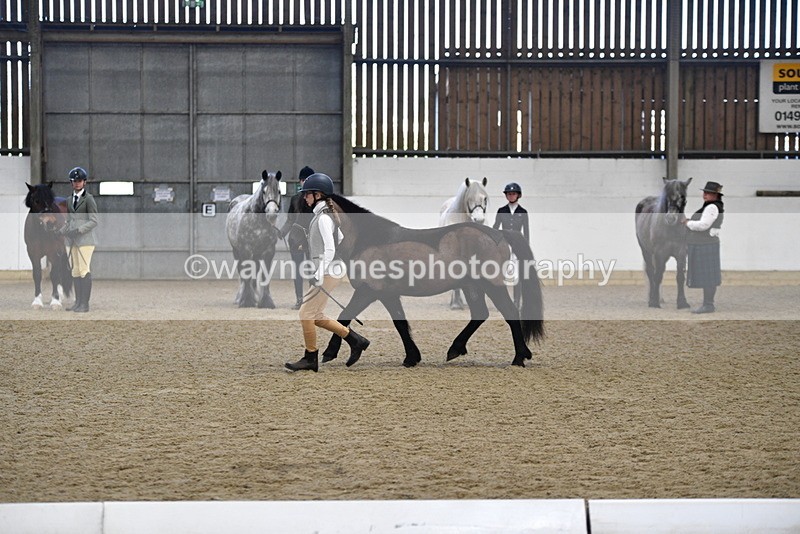 WJ5_4202 - Class 6 In hand M&M - Large Breeds