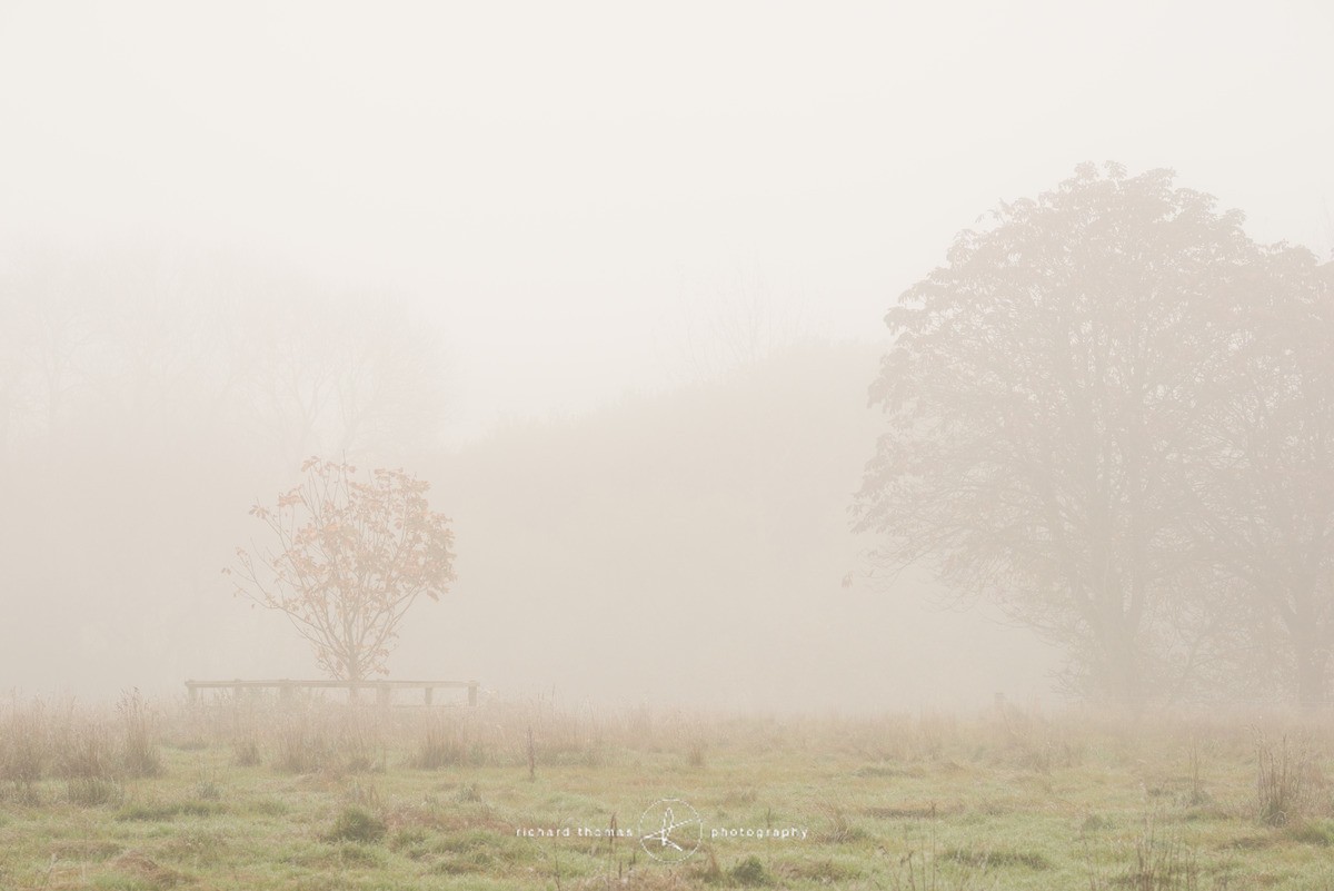 Martyr Tree V - The Martyr trees