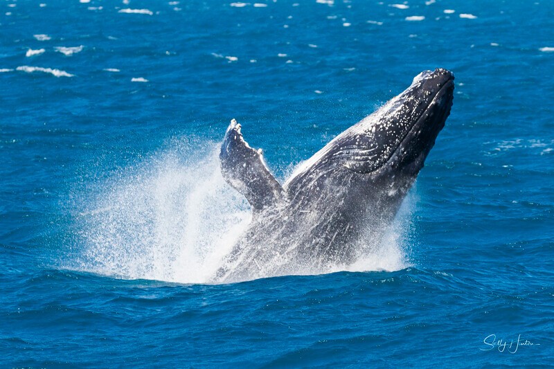 0A3A4656 - 2024 Hervey Bay Whales