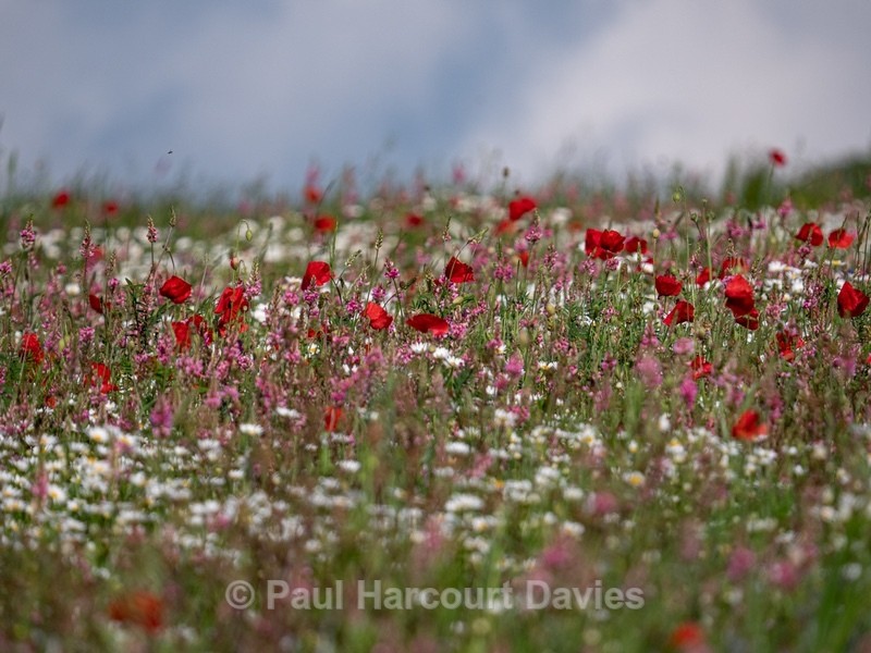 Weeds of cultivation Apennines Italy. scarlet field poppies (Papaver rhoeas), pink sainfoin (Onobrychis sp) white ox-eye daisies( Leucanthemum vulgare, - Flowers in the Landscape - 2
