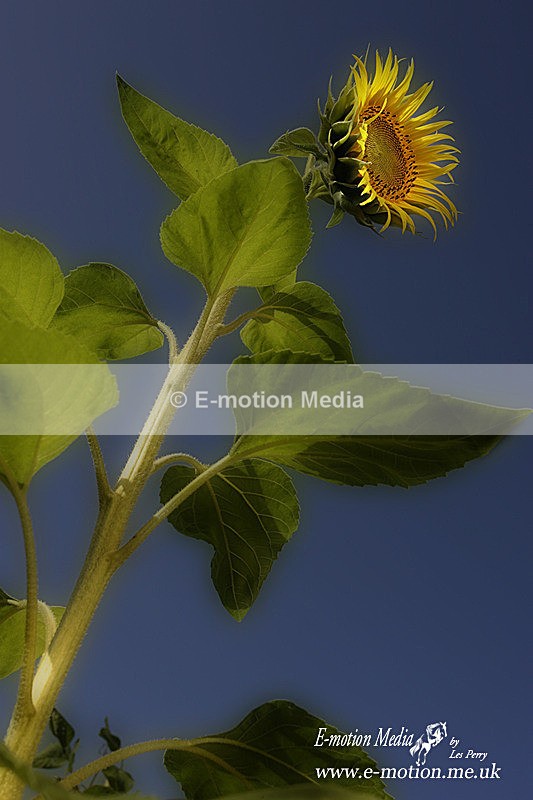 Nature-40 - Nature