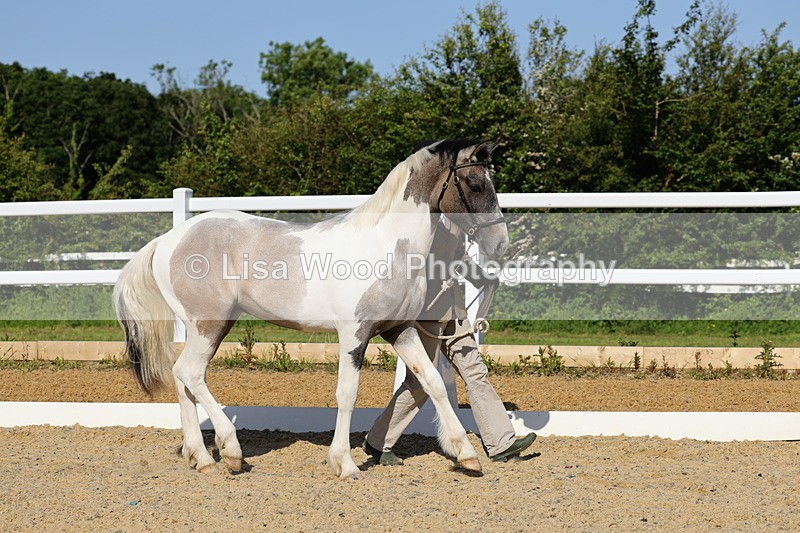 1X9A0649 - Class 3: Youngstock 1, 2, 3 year old not to exceed 153cm