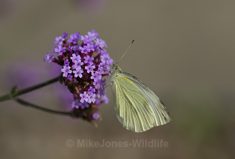 Small white - BUTTERFLIES