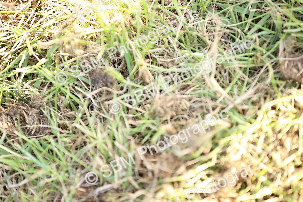 SBM_20294