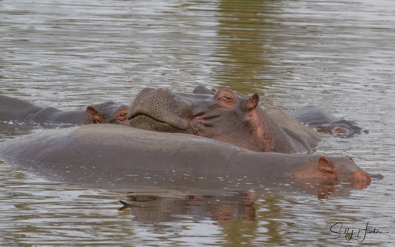 Hippo Pool 8