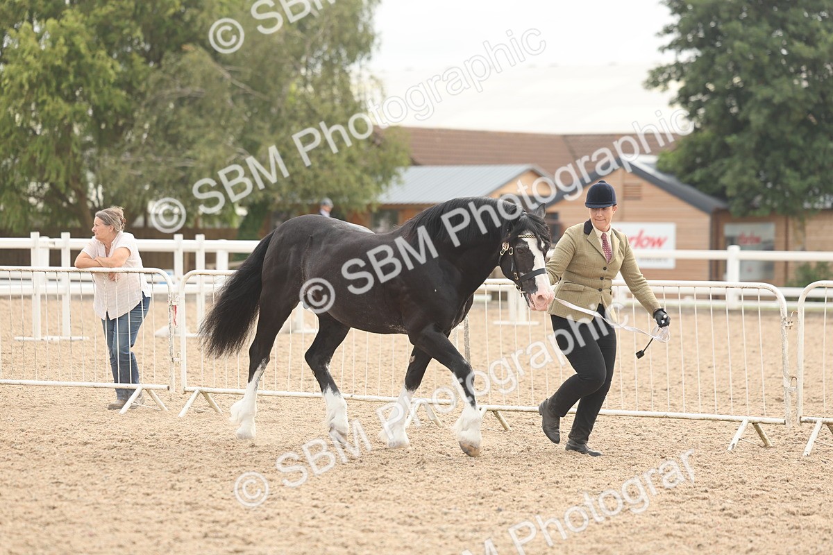 SBM_03201 - Class 16 - IH M&M Wildcard