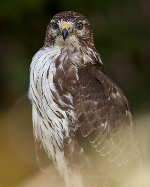 COMMON BUZZARD - BUZZARDS