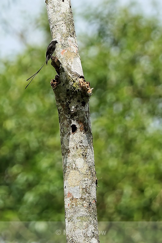 Long-tailed Tyrant perched above nest hole, Costa Rica - Long-tailed Tyrant