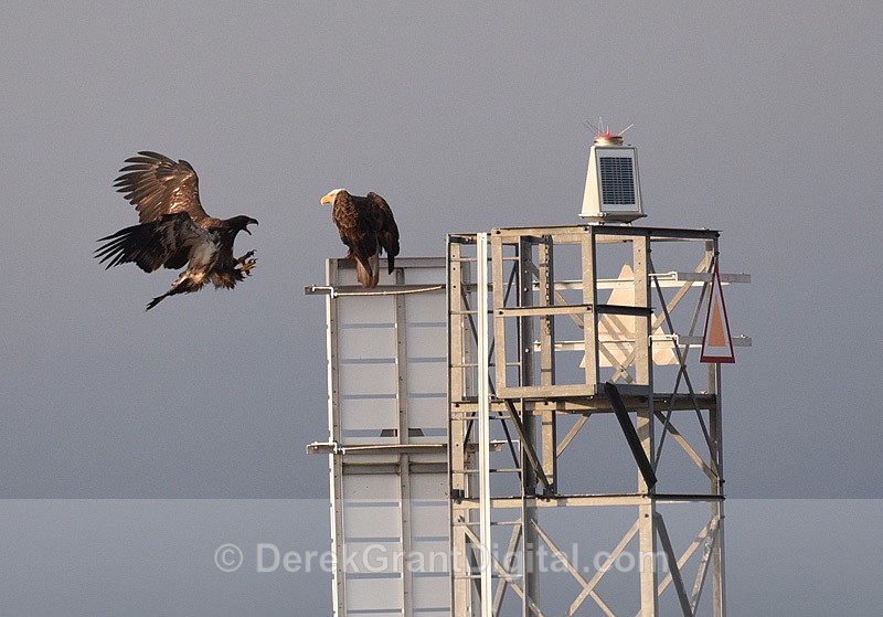 Kung Fu Eagle - Urban Wildlife