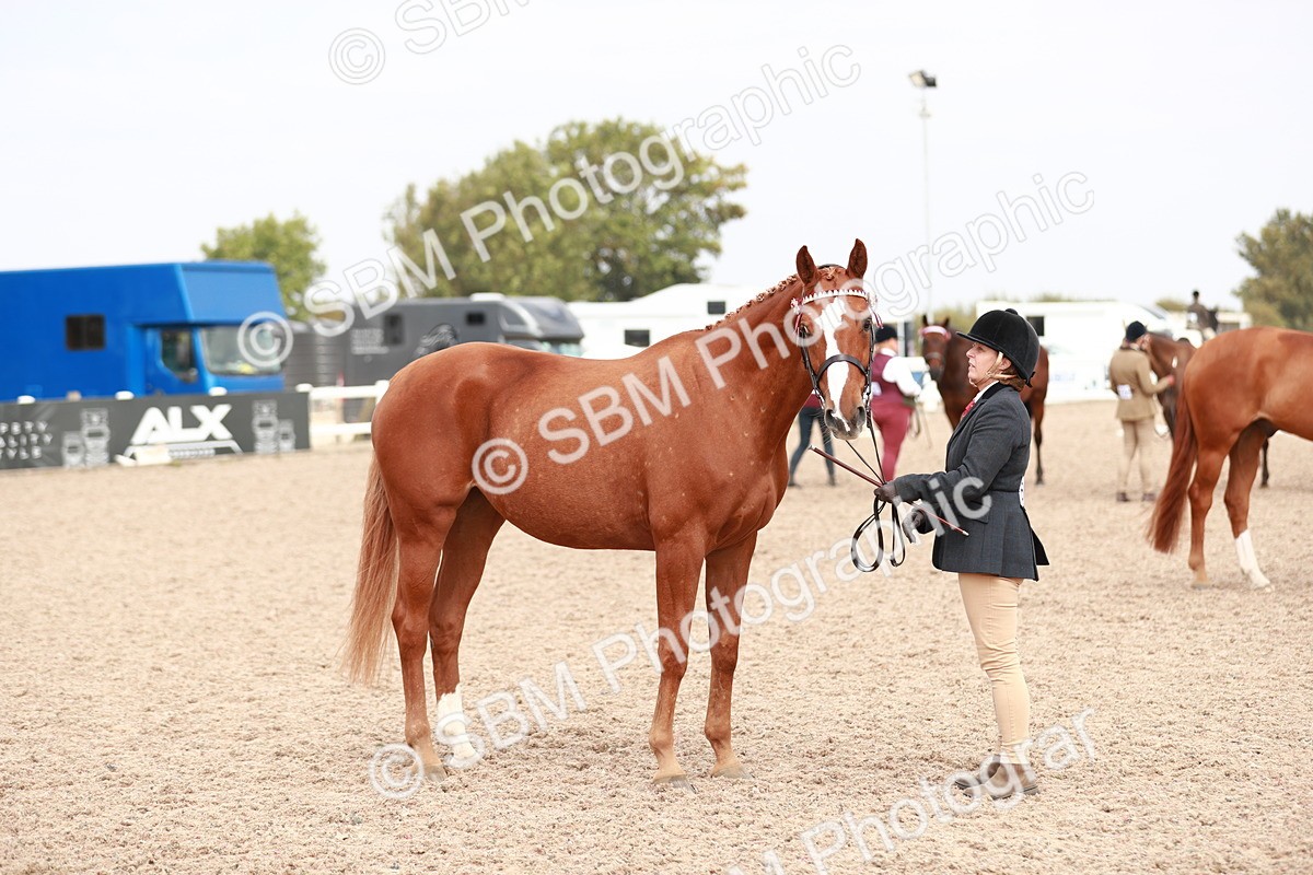 SBM_13252 - Class 208 IH Veteran Horse