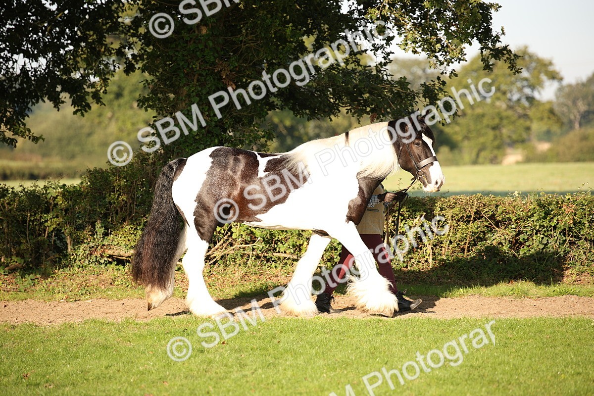 SBM_58647 - S51 - Piebald & Skewbald Horse In Hand