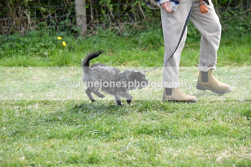 WJ5_0734 - Best in Show Championship