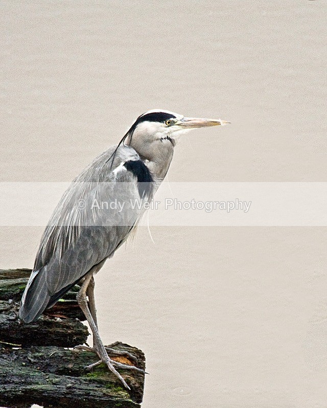 20080120-Woolston Eyes 009 Heron-475 - Grey Heron