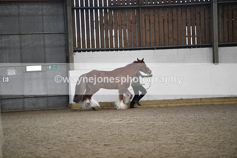 WJ5_5281 - Class 8 In hand cob