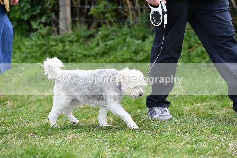 WJ5_9918 - Class 5 Best Veteran / 7 years & over