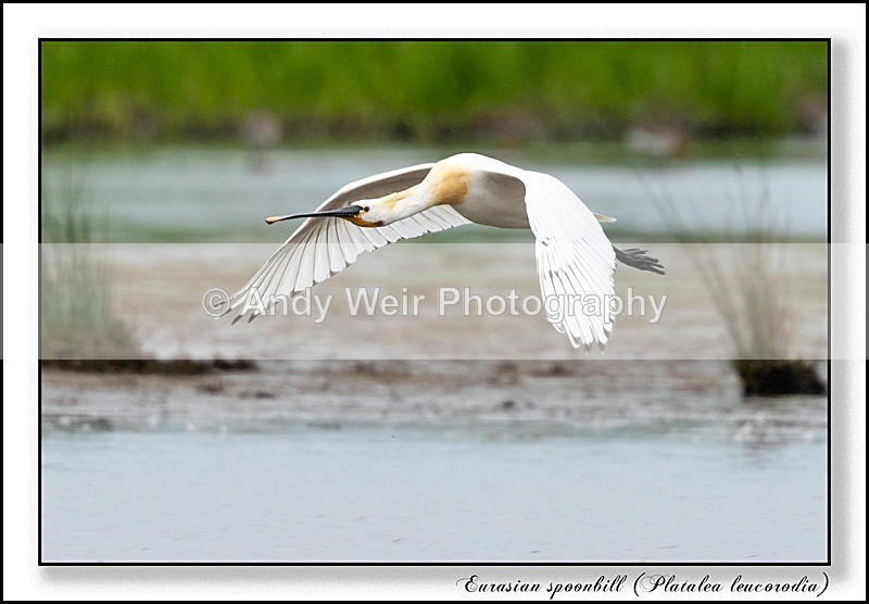 190529-untitled-8E0A4062-Edit - Waders