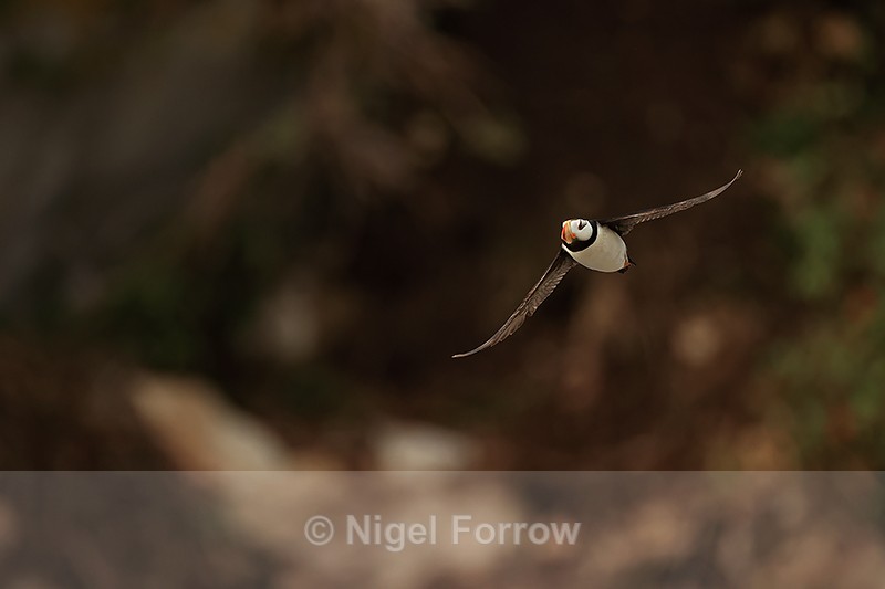 Horned Puffin flying, dark background, Duck Island, Alaska - Horned Puffin