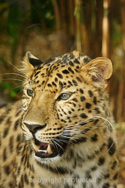 Amur Leopard - Crispin - Big Cats
