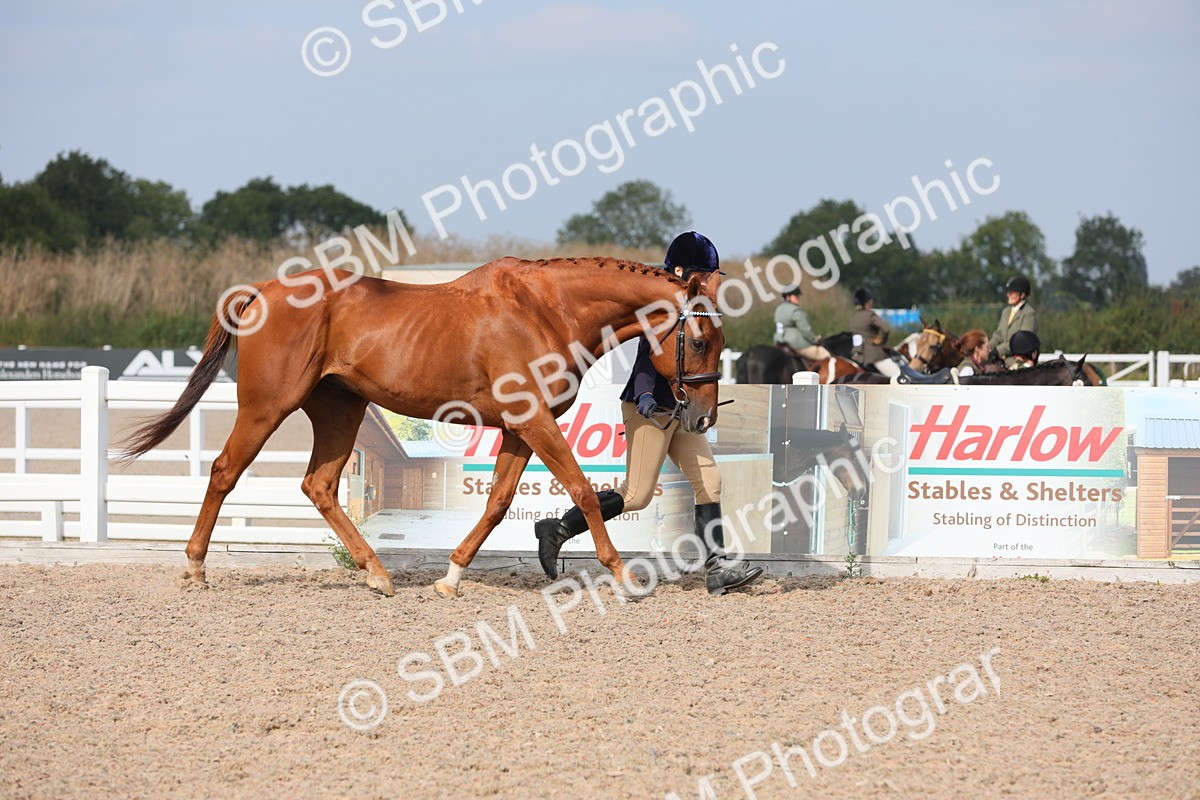 SBM_15903 - Class 313 IH Retired Racehorse