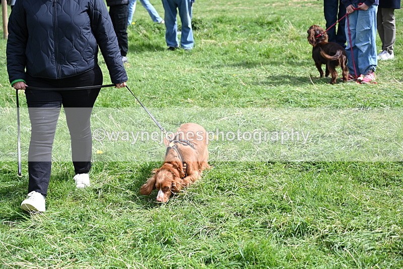 WJ6_8914 - Class 8 Best Working / Gun Dog or Bitch