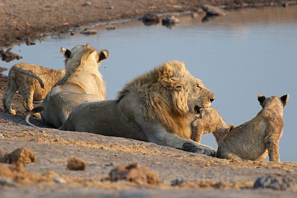  - African Journey