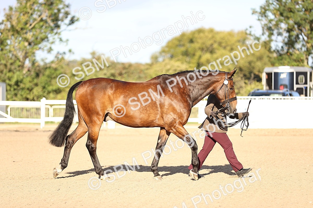 SBM_08292 - Class 401 - IH Veteran Horse